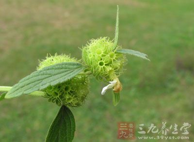 【别名】绣球草,蜜蜂草,紫药(《云南中草药》).