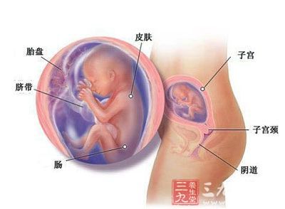 怀孕5个月胎儿长什么样子了