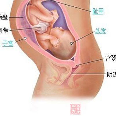 胎儿发育：本周胎儿顶臀长大约有10厘米，重约50克