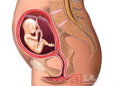 胎儿发育：胎儿看上去更象一个漂亮娃娃了，身长大约有75-90毫米