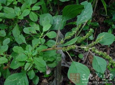 采回的春菜一般家里与鱼片“滚汤”,名曰“春汤” 采回的春菜一般家里与鱼片“滚汤”,名曰“春汤”