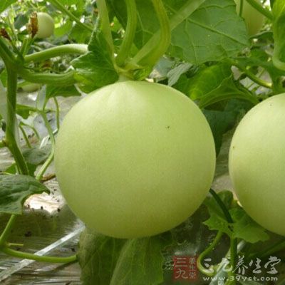 甜瓜皮的药用价值与应用_理气药_中药图典