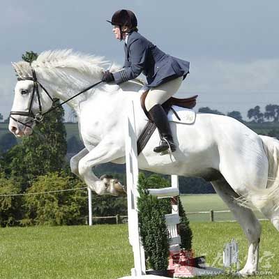 马术的起源与发展 马术的步法怎么练(3)