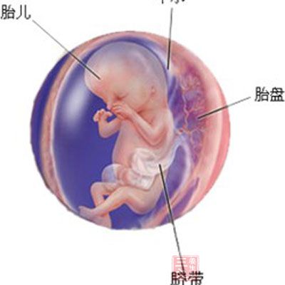 怀孕三个月男胎儿图 3个月胎儿发育状况