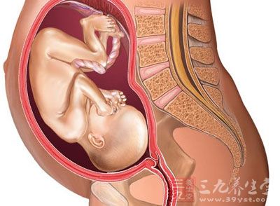 怀孕七个月胎儿的身长已达36厘米，体重900—1300克