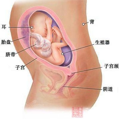 现在胎儿的体重在800克左右，坐高约为22厘米