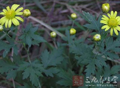 毛果小甘菊