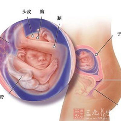 胎儿发育：胎儿的身长大约有40毫米了，体重达到10克左右