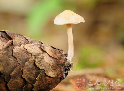 蘑菇的营养价值_蘑菇的功效与作用及食用方法