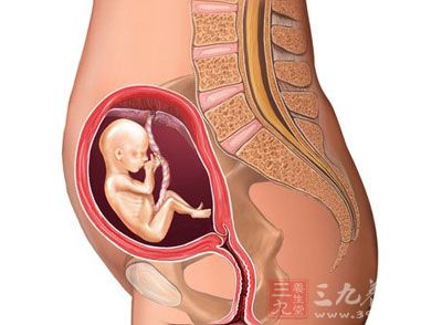 胎儿发育：胎儿看上去更象一个漂亮娃娃了，身长大约有75-90毫米
