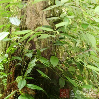 山蒟的药用价值与应用_理气药_中药图典