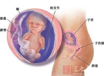 胎儿从头到臀长约有16cm长，重约110g