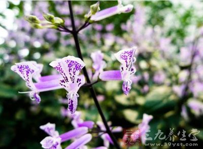 香茶菜的药用价值与应用