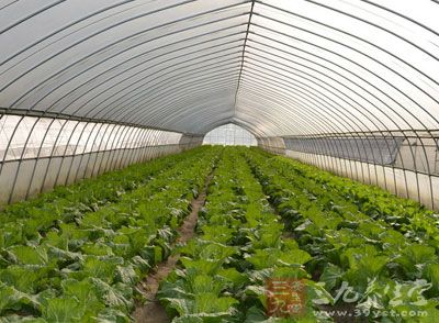 广西将再建一批出口食品农产品示范区