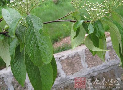 毛叶柿叶 别名紫藿香,涩藿香图片