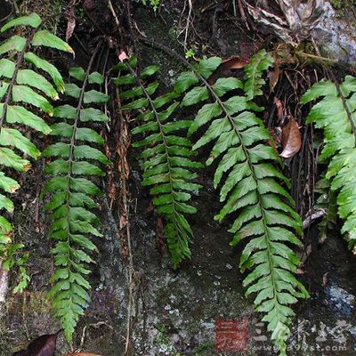 小儿"清热解毒,凉血透疹,燥湿除烦"及手,足,口病的解决方法(中药 食补