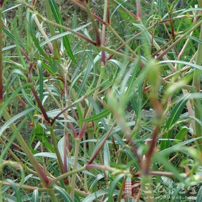 酸不溜的药用价值与应用