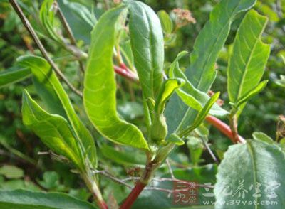 酸不溜的药用价值与应用