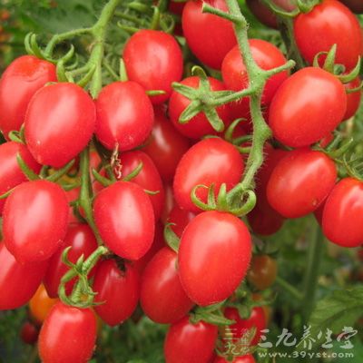 传圣女果是转基因会致癌 常规育种可放心吃(2