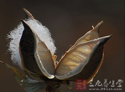 棉花壳_中药百科_养生百科_三九养生堂