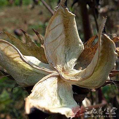 棉花壳_中药百科_养生百科_三九养生堂