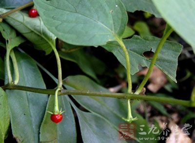 药材基源:为茄科植物单花红丝线的全草