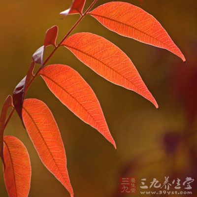 野漆树叶的药用价值与应用_驱虫药_中药图典