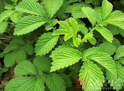 龙牙草根的药用价值与应用