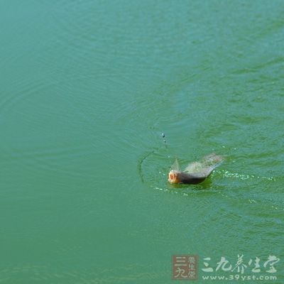 休闲钓鲤，无非是放钓池、FB池、水库、自然野河沟渠等环境