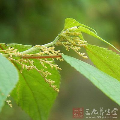 麻根的药用价值与应用_止血药_中药图典