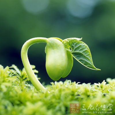 香椿籽儿芽、萝卜籽儿芽、小麦苗芽，这些都能吃、有营养，且自己在家用两张棉纸就可以生出来