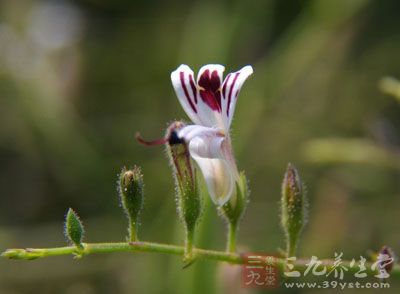 穿心莲的叶子和花捣烂可以用来治疗青春痘和压力导致的粉刺