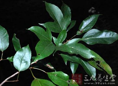 半枫荷叶的药用价值与应用_止血药_中药图典