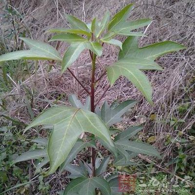 半枫荷叶的药用价值与应用_止血药_中药图典