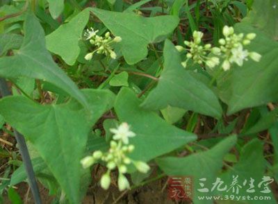 别名 白药子,石天荞(《陕西中草药》),红要子(《河南中草药手册》).