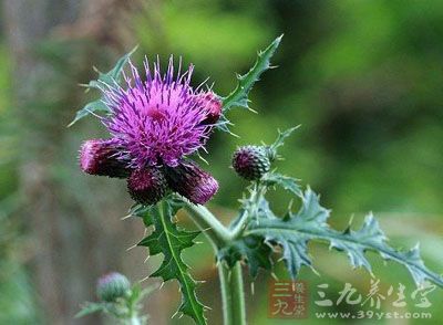 图经》),鸡脚刺(《滇南本草》),野红花(《纲目》),茨芥(《本草述》)