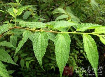 山油麻山油麻根