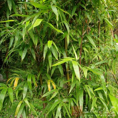 竹叶(切)30克 黄芩6克 茯苓9克 甘草麦门冬大黄各6克 生地黄(切)15克 生姜18克 芍药12克