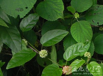 别名 三百银,婆婆针线包,白杜仲,中叶杜仲.