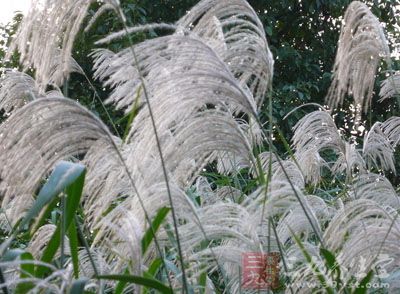 芦花的药用价值与应用