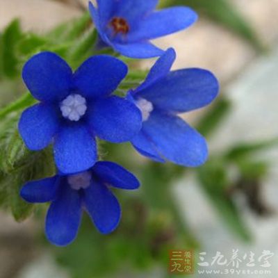 一年生或多年生草本 茎直立,高1m左右,多分枝,表面有沟纹高清图片