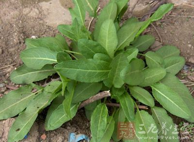 牛西西_中药百科_养生百科_三九养生堂