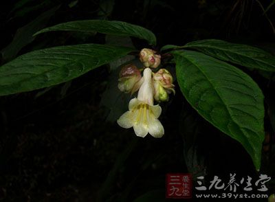 药材基源：为基苣苔科植物齿叶吊石苣苔的全草