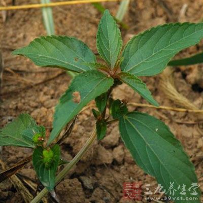 铁苋菜的药用价值与应用