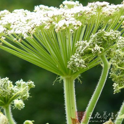 白芷6克;蛋黄1个;蜂蜜1大匙;小黄瓜汁1小匙;橄榄油3小匙