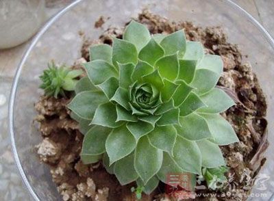 观音莲的药用价值与应用