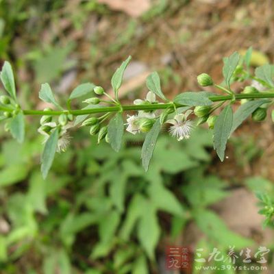 甘草放2片，枸杞10颗，菊花5朵就差不多了