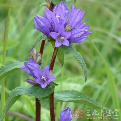 甘草100克，豬膽汁浸五宿，漉出炙香，搗羅為末，煉蜜和丸，如綠豆大