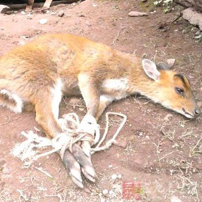 麂子肉的做法 怎么做麂子肉好吃