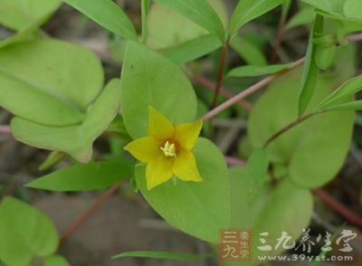 过路黄，为报春花科植物过路黄的干燥全草